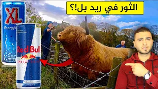 المصنع يكشف حقيقة مكونات مشروبات الطاقة أشياء صادمة   دندنها