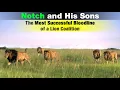 Download Lagu The Legend of Notch Coalition | The Most Famous Lion Coalition of Maasai Mara, Kenya