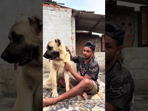 #kangal