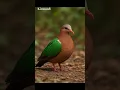 Download Lagu Burung Merpati Hutan Punai Zamrud #animals #burung #shortvideo