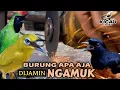 Download Lagu SUARA BERISIK GERINDA TANGAN MEMANCING BURUNG MACET, MABUNG segala jenis burung