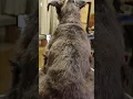 See the Difference between 10 7 5 4 pet grooming blades