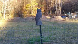 Why Don t Most Owl Statues Work to Keep Small Animals Away