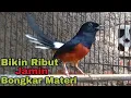 Download Lagu Pancingan murai batu 100% Bikin RIBUT Jamin Langsung ikut BONGKAR MATERI