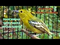 Download Lagu Gacor Suara Pancingan Burung Sirtu Cipoh Ngerol!! Cocok Buat Sirtu Cipoh Macet\