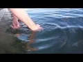 PBC Bonefish Release
