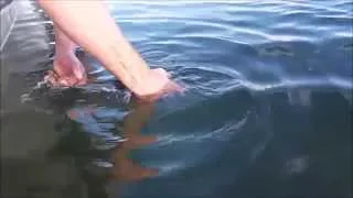 PBC Bonefish Release