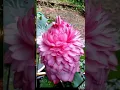 Download Lagu Thousand petals lotus flower 🙏🏻 #muruga🦚 Muruga Muruga stanza 🙏🏻 Vadapalani Murugan's grace will make good things happen 🙏🏻🦚