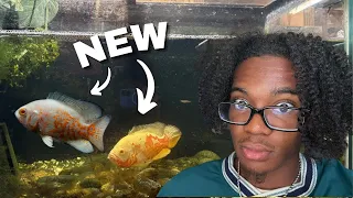 Buying a New Exotic Oscar Fish for My Predator Tank