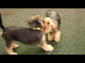 Dogs of Daycare Cute yorkie puppy comes to play at dog daycare
