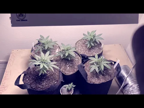 Download MP3 Start to finish coco/perlite grow