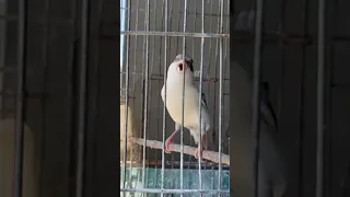 نداء انثى الكناري 