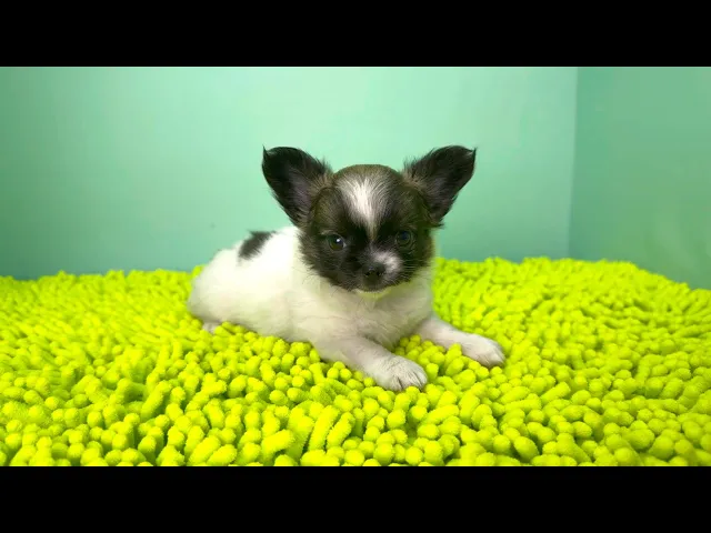 動画