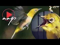 Download Lagu Terapi Pleci Monty rasa dakun Pancingan Ampuh untuk membuat Pleci Montanus Ngeriwik Ngalas isian