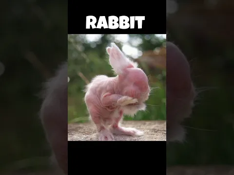 how animals looks without fur. #animals #shorts