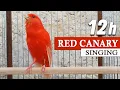 Download Lagu Red Canary Singing 12h The Best Training Song Ever !
