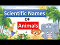 Scientific Names of Most Common Animals