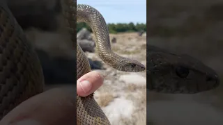 Follow Us Https Www Facebook Com Share 1BPDBCx6S6 Fbviralpost Snake Snakerelocationcapetown 