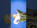 Download Lagu What Happens If A Snakes Eats You 😱
