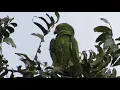 Amazona viridigenalis