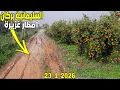 Lagu أمطار اليوم بإقليم بركان أجواء البادية: ضيعات البرتقال البركاني بدوار السليمانية تحت الأمطار BERKANE