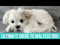 ULTIMATE GUIDE TO A MALTESE DOG