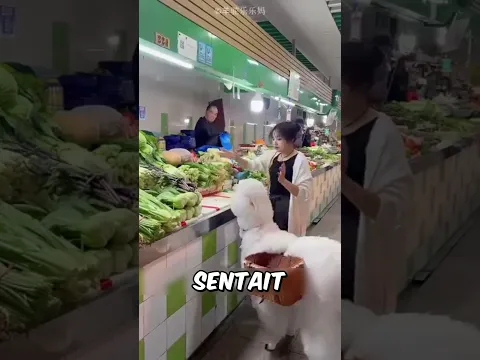 Le lama espiègle a léché tous les légumes 🤯❤️