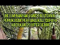 Download Lagu pemukulan pertama kali Manggar bunga aren atau mayang bunga aren