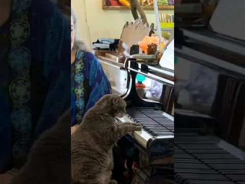 Как кошка дала концерт @nora_thepianocat