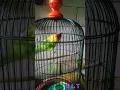 Download Lagu lovebird BLT ngekek ngering