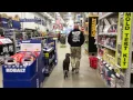 Chesapeake Bay Retriever Lab Mix Roxy l Incredible Transformation l Hampton Roads Dog Trainers