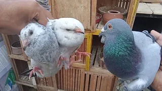 نشتري اي حمام زغاليل ولا حمام كبير  نشتري اي حمام زغاليل ولا حمام كبير