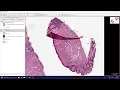 Segment Anything Model in QuPath