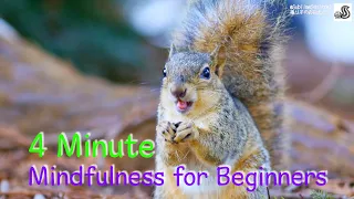 4 Minute Mindfulness Meditation With A Cute Baby Squirrel For Beginners