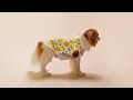Sun s Out Paws Out Trendy Summer Dog Clothes for Your Pup Fitwarm
