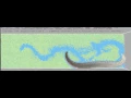 Sibernetic Simulation of C elegans crawling
