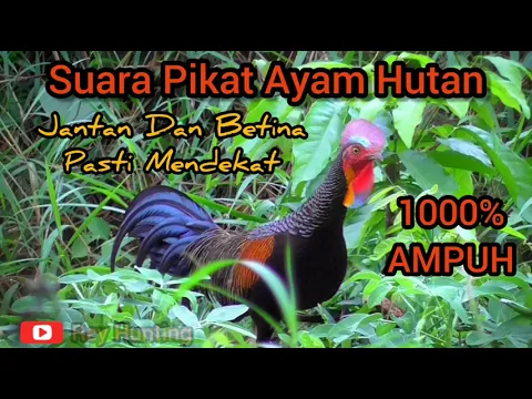 Download MP3 SUARA PIKAT AYAM HUTAN HIJAU TERBARU PALING AMPUH