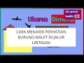 TRIK MENARIK PERHATIAN BURUNG WALET DI DAERAH LINTASAN