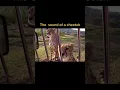 Download Lagu Confusing Real Cheetah's Sound