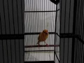 Download Lagu manuk kenari siul