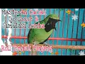 Download Lagu Masteran Cucak Ijo Gacor Isian Tengkek Dan Simulasi Lomba