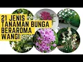 21 JENIS TANAMAN BUNGA YANG HARUM DAN WANGI