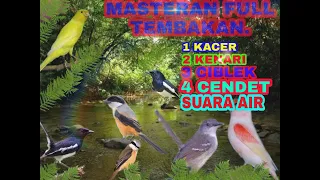 Download Masteran burung Kacer.Kenari.Ciblek.Cendet Dan Suara Air terjun Terbaik!!! MP3 MP3