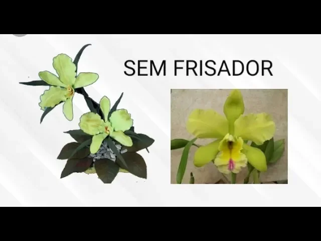 ORQUÍDEA CATTLEYA SEM FRISADOR EM E.V.A