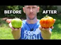 Doing This Makes Tomatoes Ripen Fast and NEVER Stop Producing