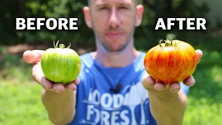 Doing This Makes Tomatoes Ripen Fast and NEVER Stop Producing