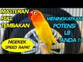 Download Lagu MASTERAN LOVE BIRD NGEKEK PANJANG SPEED RAPAT !!!