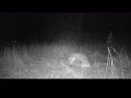 Fox vs Coyote - Fight Caught on Camera Trapping