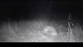 Fox vs Coyote - Fight Caught on Camera Trapping