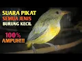Download Lagu suara pikat semua burung kecil | Suara pikat semua burung kecil paling ampuh